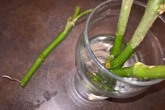 Brugmansia: propagation by cuttings in autumn and spring