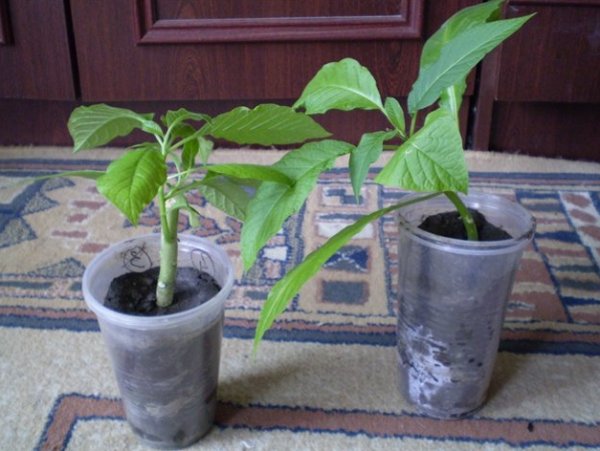 Brugmansia: propagation by cuttings in autumn and spring