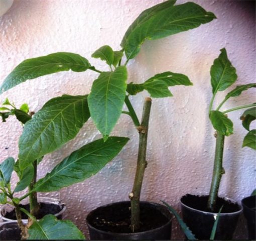 Brugmansia: propagation by cuttings in autumn and spring