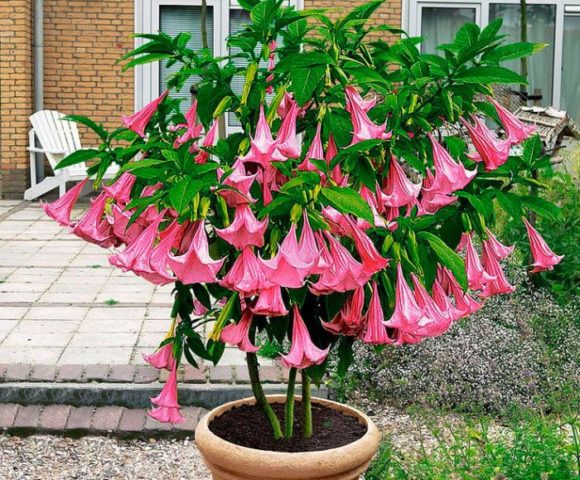 Brugmansia: propagation by cuttings in autumn and spring