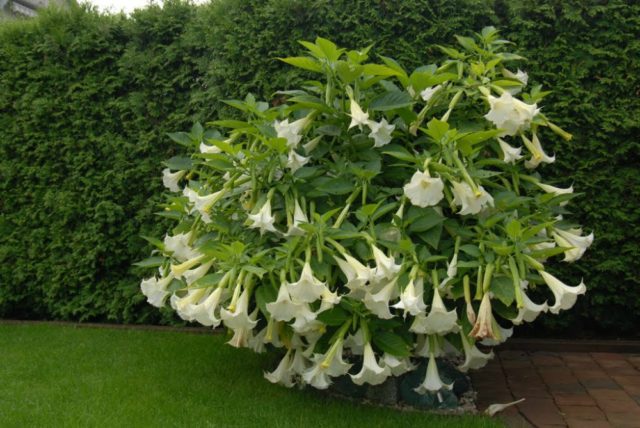 Brugmansia: propagation by cuttings in autumn and spring