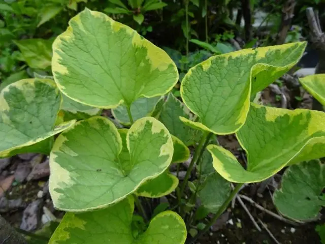 Brunner large-leaved: photo, description, planting and care