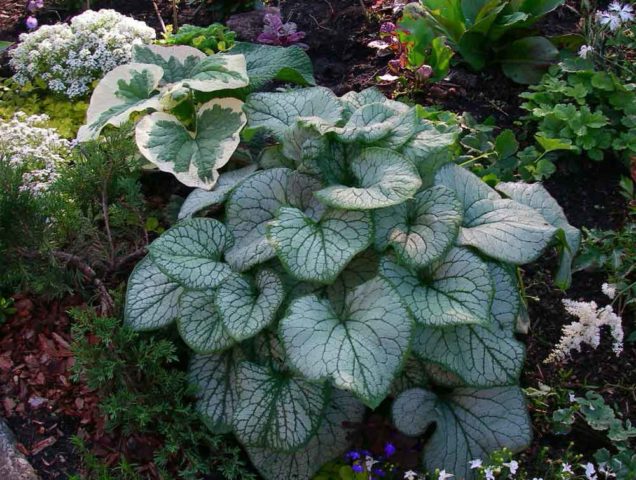 Brunner large-leaved: photo, description, planting and care