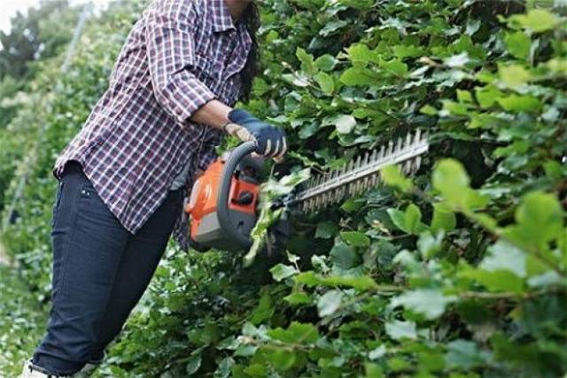 Brush cutter: varieties and choice of tool