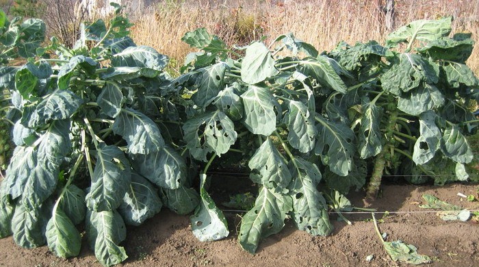 Brussels sprouts: growing and care with video