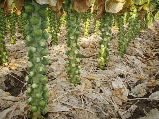 Brussels sprouts: growing and care with video