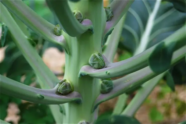 Brussels sprouts: growing and care with video