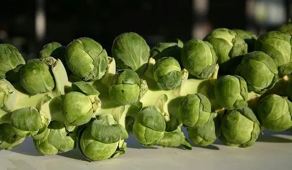 Brussels sprouts: growing and care with video