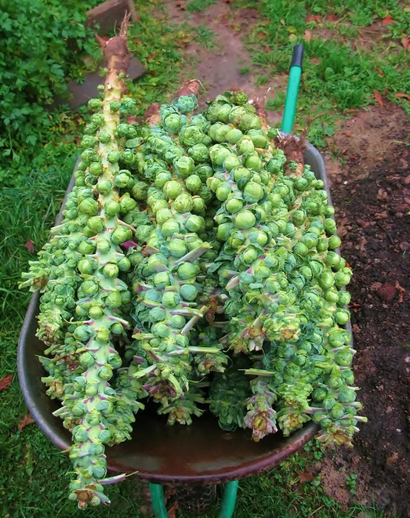 Brussels sprouts: growing and care with video