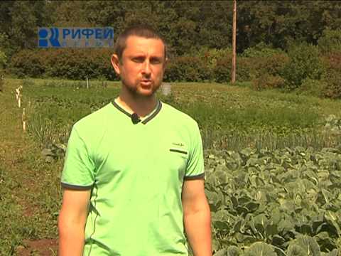 Brussels sprouts: growing and care with video