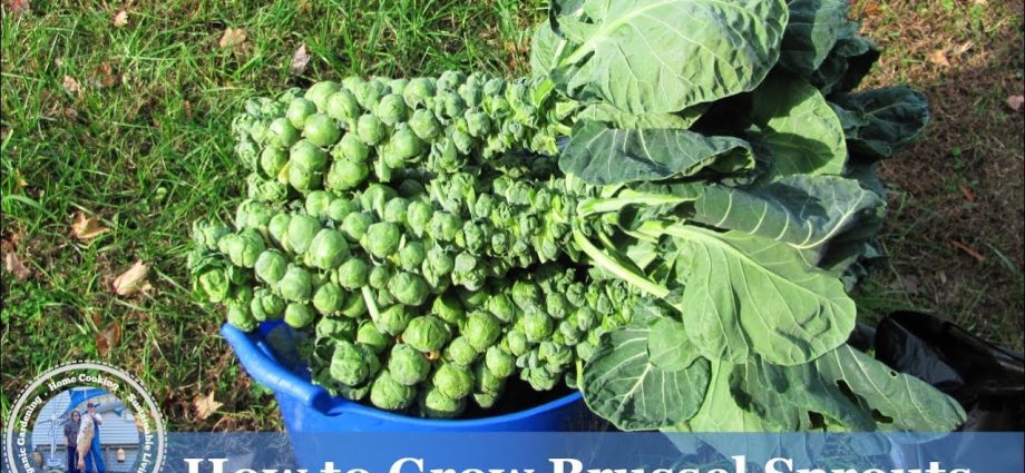 Brussels sprouts: growing and care with video