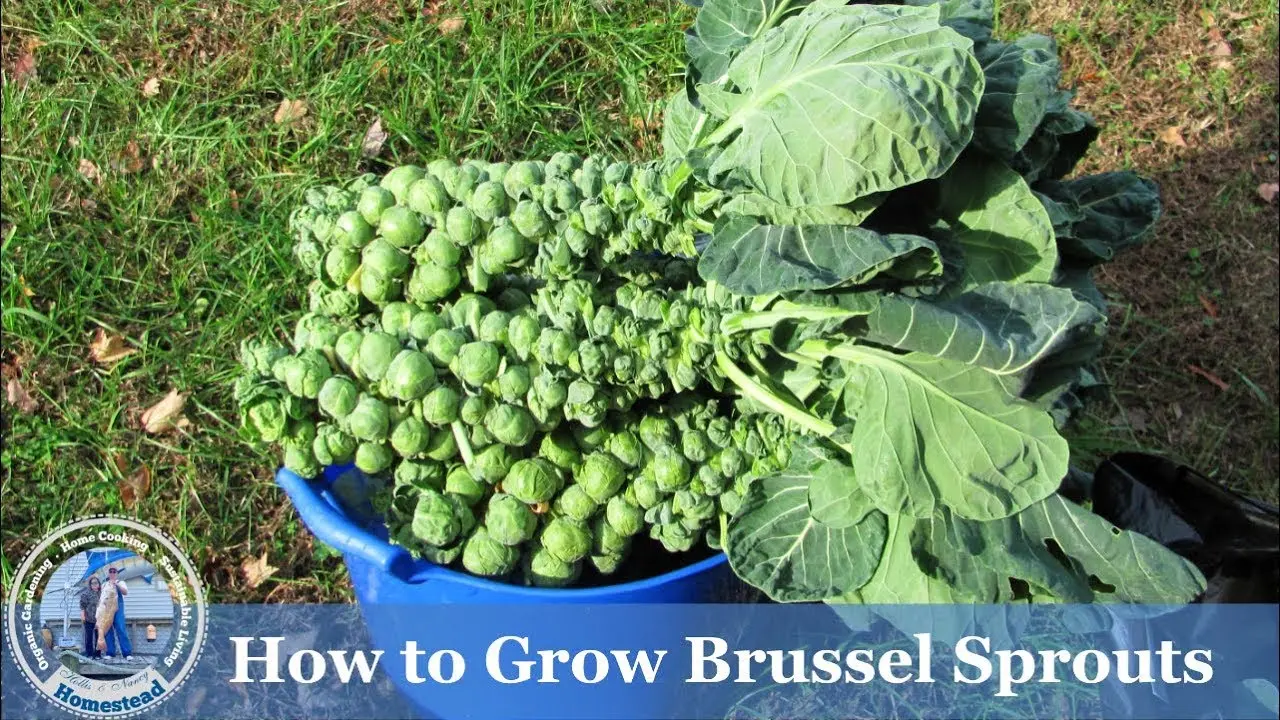 Brussels sprouts: growing and care with video