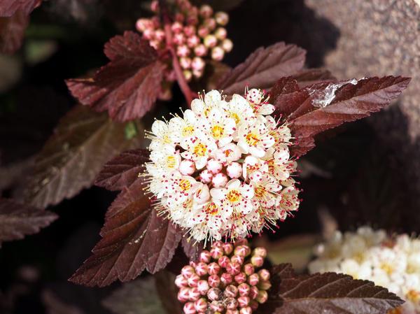 Bubble hedge: how to plant, photo