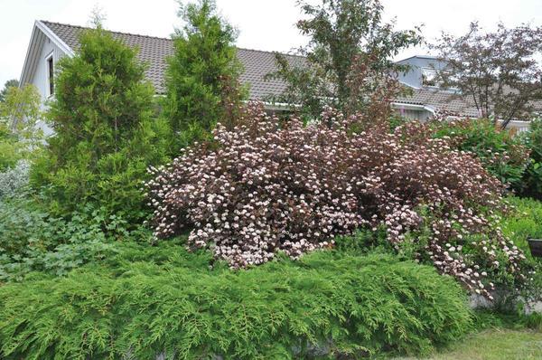 Bubble hedge: how to plant, photo