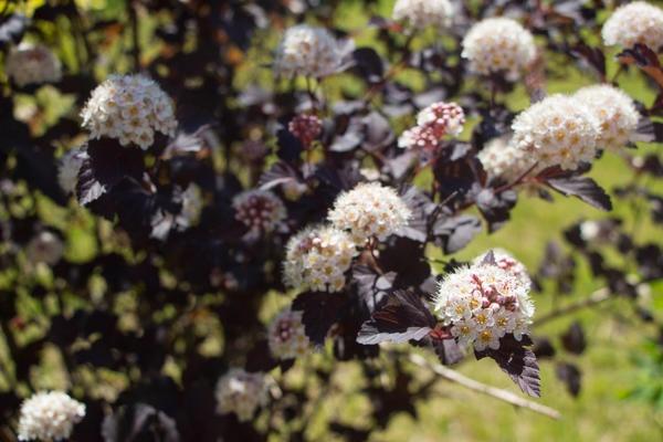 Bubble hedge: how to plant, photo