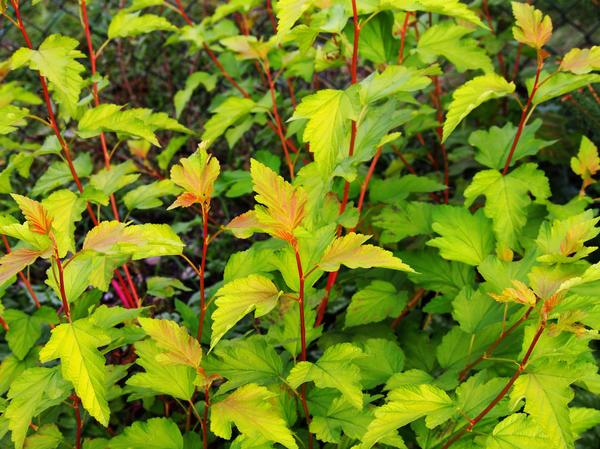 Bubble hedge: how to plant, photo