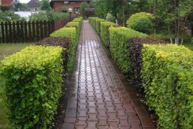 Bubble hedge: how to plant, photo