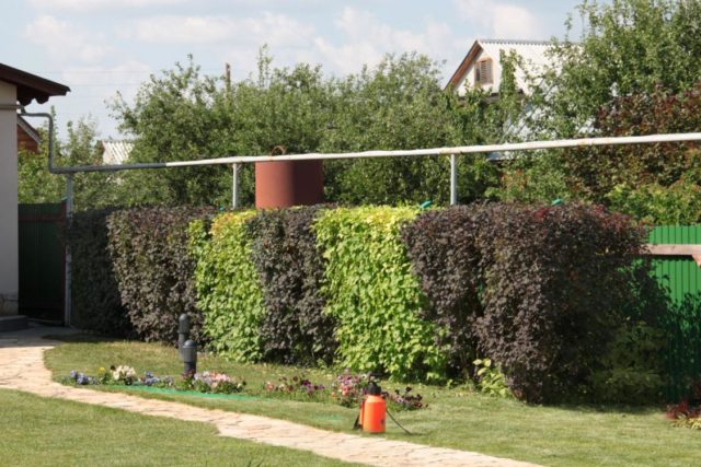 Bubble hedge: how to plant, photo