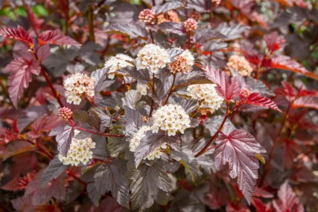 Bubble viburnum: planting and care, photo