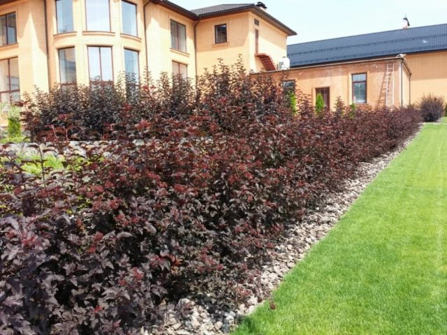 Bubble viburnum: planting and care, photo