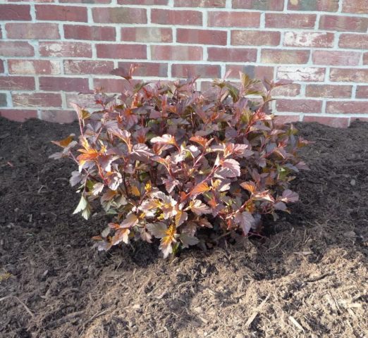 Bubble viburnum: planting and care, photo