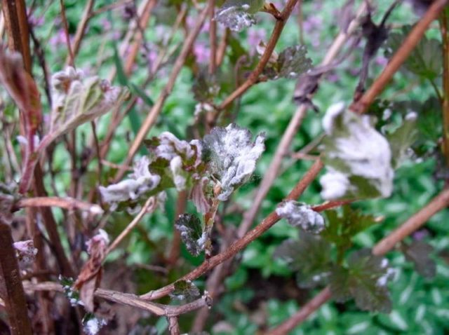 Bubble viburnum: planting and care, photo