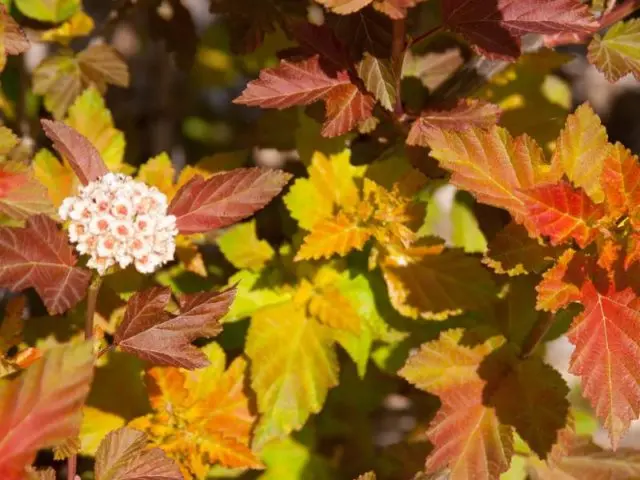 Bubbles: compositions in the landscape design of a summer cottage