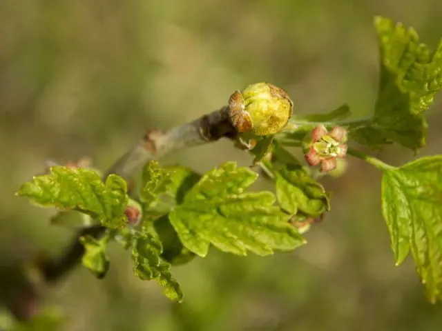 Bud mite on currants: control measures in spring and autumn