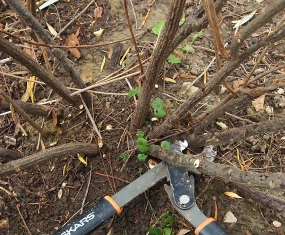 Bud mite on currants: control measures in spring and autumn