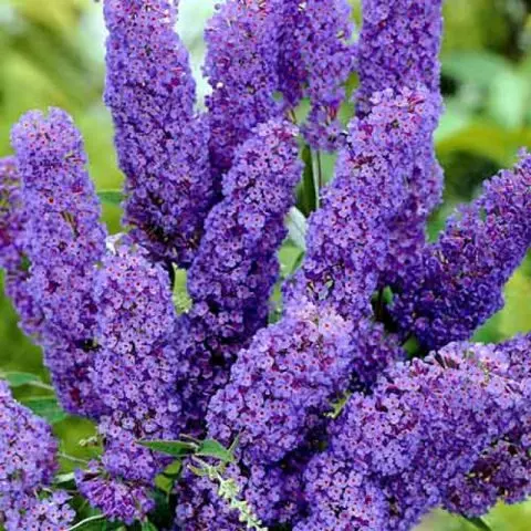 Buddleja Davidii (Buddleja Davidii)