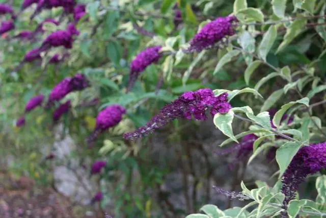 Buddleja Davidii (Buddleja Davidii)