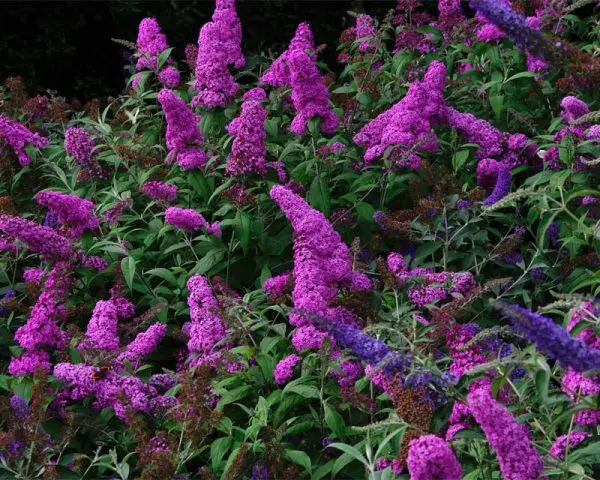 Buddleja Davidii (Buddleja Davidii)