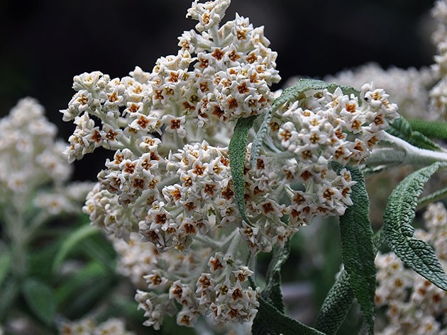 Buddleja Davidii (Buddleja Davidii)