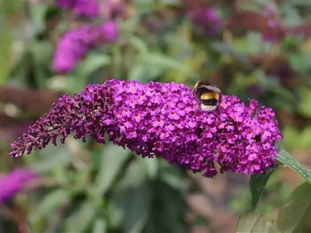 Buddleja Davidii (Buddleja Davidii)