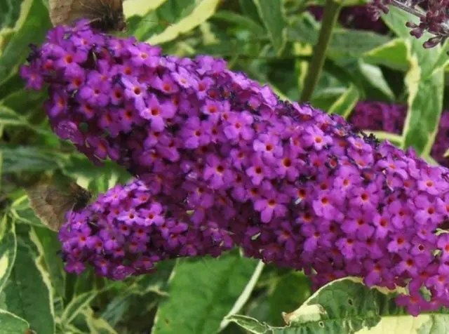 Buddleja Davidii (Buddleja Davidii)