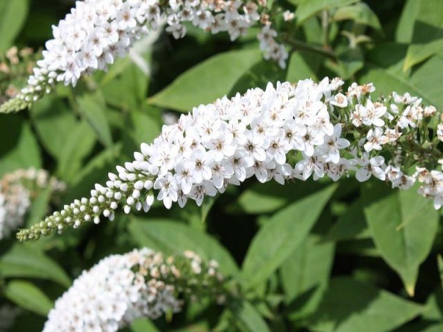 Buddleja Davidii (Buddleja Davidii)