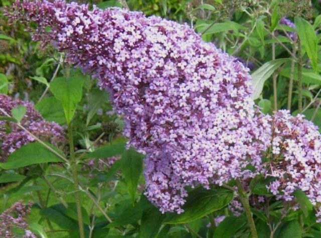 Buddleja Davidii (Buddleja Davidii)