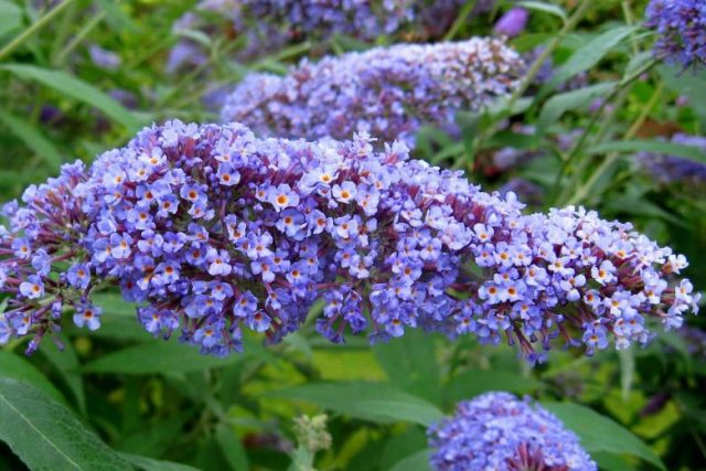 Buddleja Davidii (Buddleja Davidii)