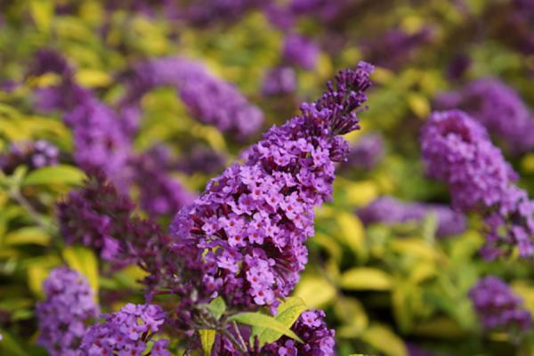 Buddleja Davidii (Buddleja Davidii)