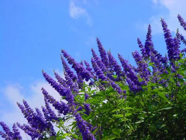 Buddleja Davidii (Buddleja Davidii)