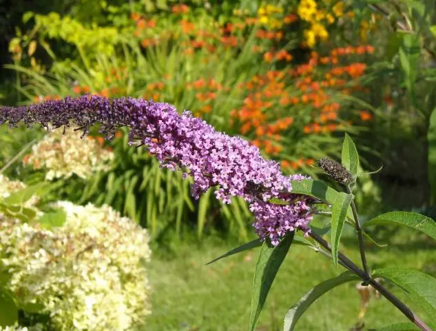 Buddleja Davidii (Buddleja Davidii)