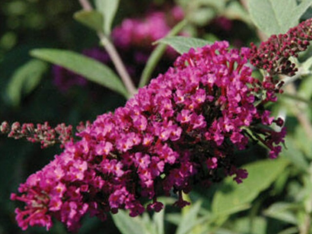 Buddleja Davidii (Buddleja Davidii)