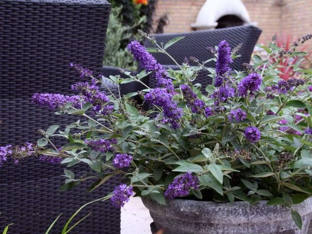 Buddleja Davidii (Buddleja Davidii)