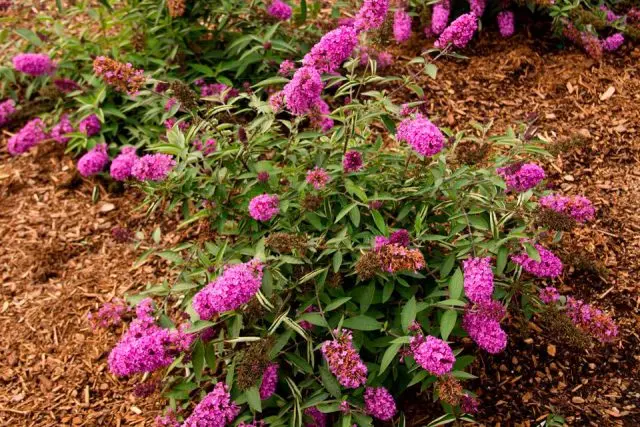 Buddleja Davidii (Buddleja Davidii)