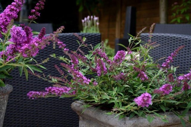 Buddleja Davidii (Buddleja Davidii)