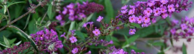 Buddleja Davidii (Buddleja Davidii)