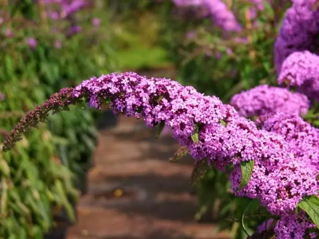 Buddleja Davidii (Buddleja Davidii)