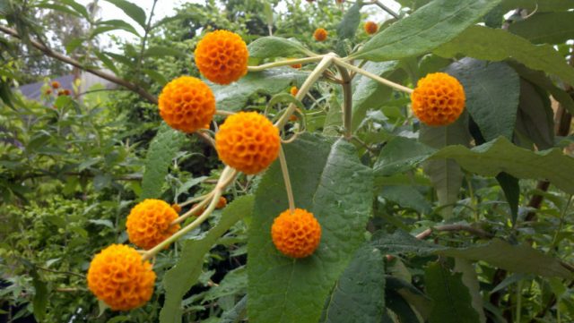 Buddleja Davidii (Buddleja Davidii)