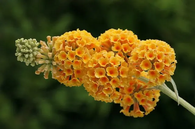 Buddleja Davidii (Buddleja Davidii)