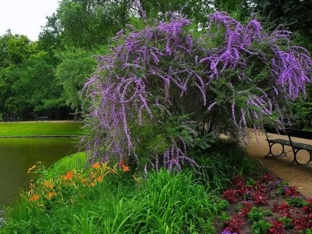 Buddleja Davidii (Buddleja Davidii)